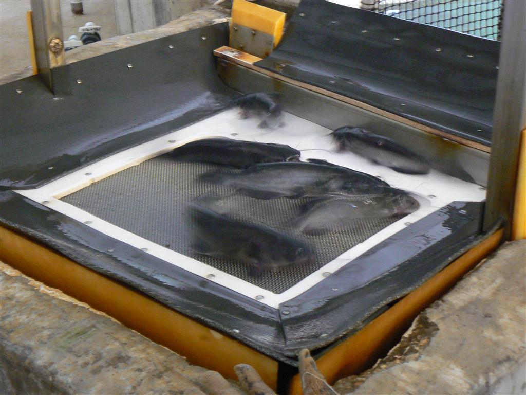 The Tank07-top of elevator.JPG